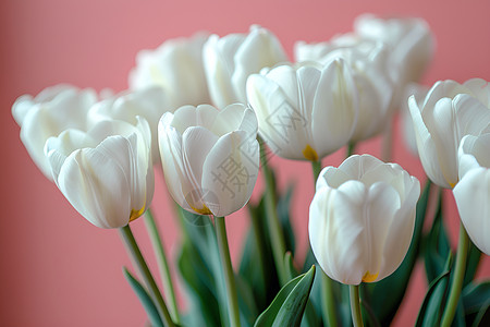 白色郁金香背景图片