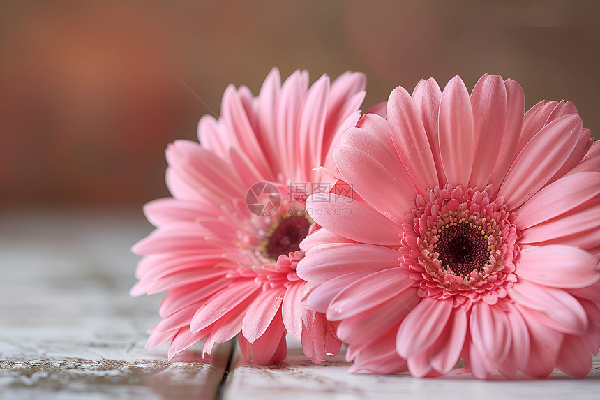 粉色雏菊近景图片