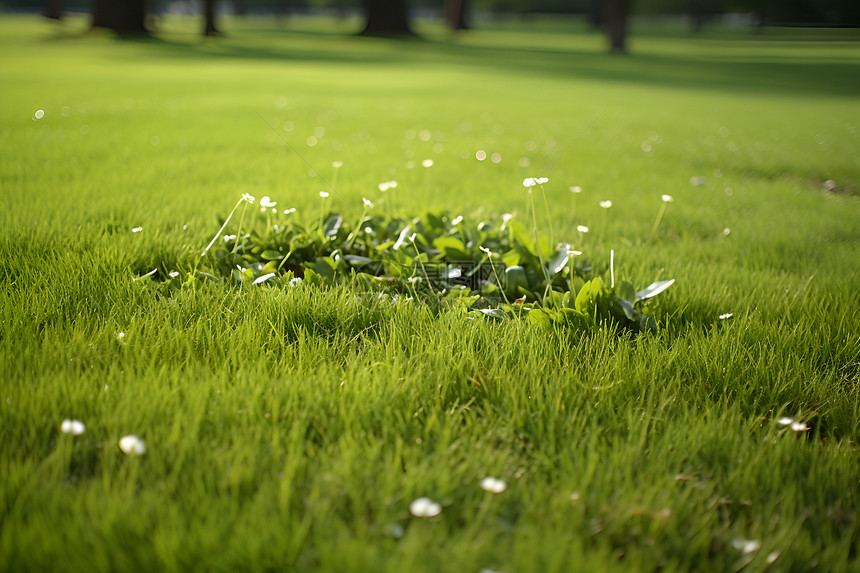 春天一片绿草如茵的草坪图片