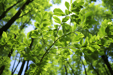 一片翠绿树叶背景图片