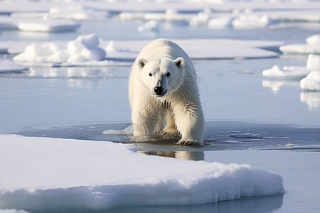 北极熊冰山野生的北极熊背景