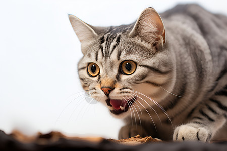 猫咪盯着你张着嘴巴的小猫背景