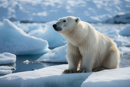 坐着北极熊冰山上坐着的北极熊背景