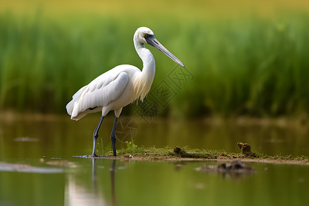 湿地的白鹭背景图片