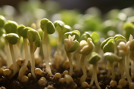 豆苗发芽发芽大豆高清图片