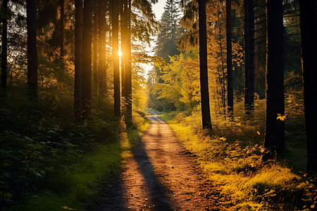 阳光穿过树叶洒在森林背景图片