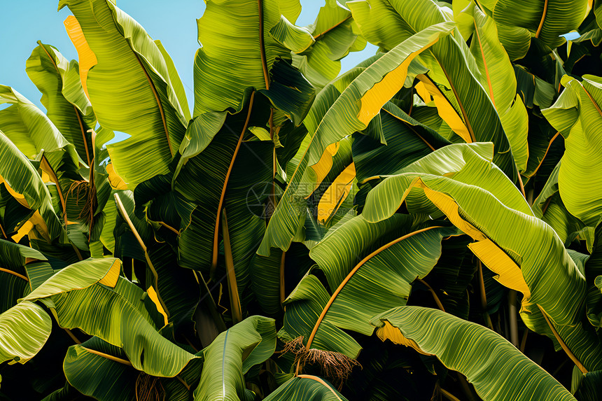 香蕉园林图片