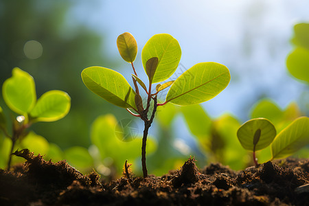 苗木养护一株植物在泥土中茁壮成长背景