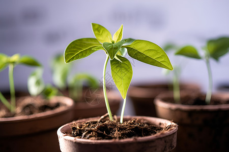 绿色芽苗茁壮成长芽苗高清图片