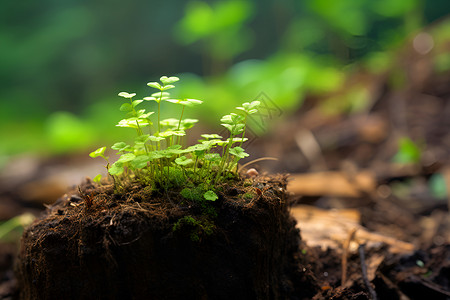 春天植物萌芽森林的新生背景