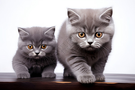两只小猫咪在桌子上高清图片