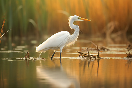 湿地白鹭背景图片