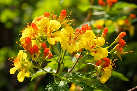 缤纷夏日花朵高清图片