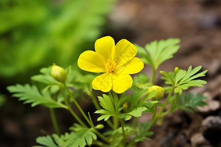 大叶子植物大地上开着一朵黄色的花背景