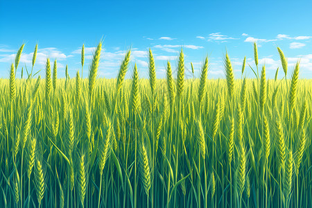 麦子特写田地中的小麦插画