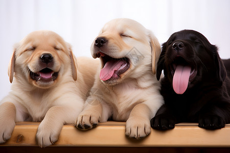 可爱搞笑的三只狗背景图片