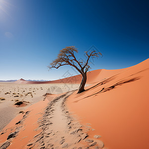 五彩滩上枯树沙漠的上的枯树背景