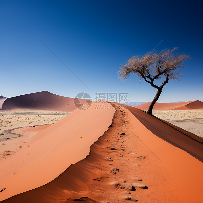 沙丘上的树图片