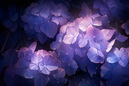 紫色绣球花的奇妙纹理高清图片