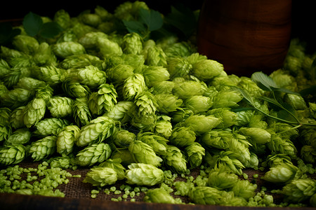 微酿酒厂绿色的啤酒花背景