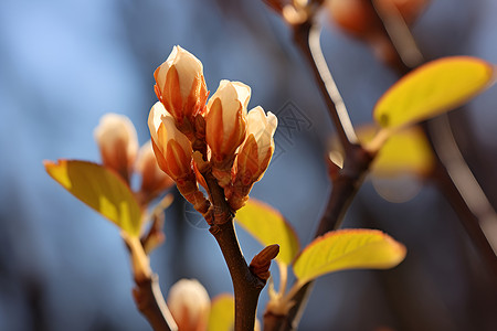 小树枝上的嫩芽与花苞高清图片