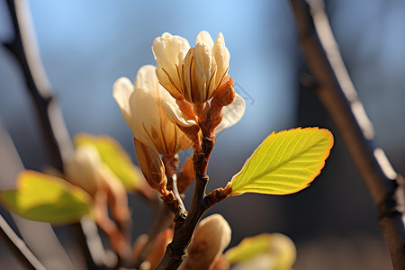 春天的嫩芽背景图片