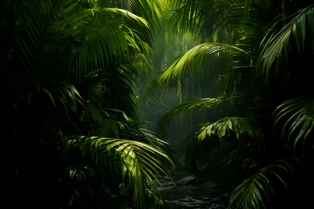 丛林热带森林的深处背景