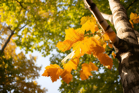秋天的金黄树林中高清图片
