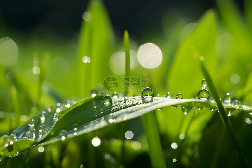 水滴点缀的绿叶图片