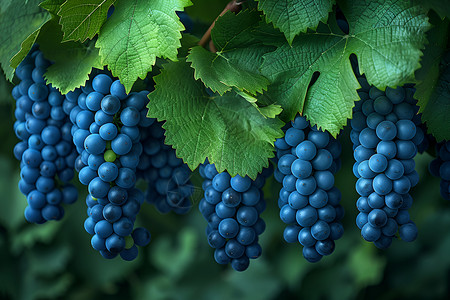 蓝色葡萄葡萄挂满藤蔓背景
