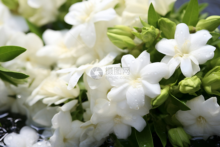 一束白色的花朵图片