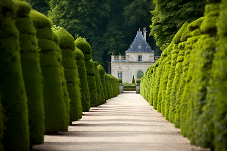 绿色花园背景图片
