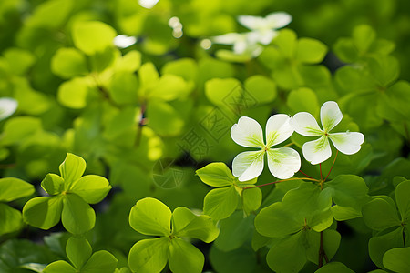 几朵白花绿色突兀的高清图片