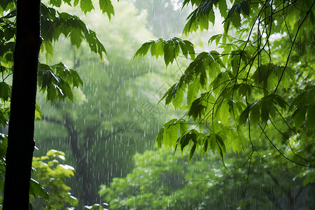 下雨的森林背景图片