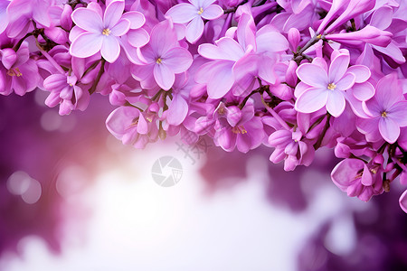 紫色细长叶子盛开的紫色花朵背景