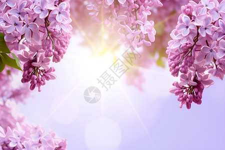 紫色的花朵紫色植物叶子高清图片