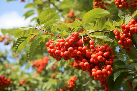 果子节一串成熟红浆果背景