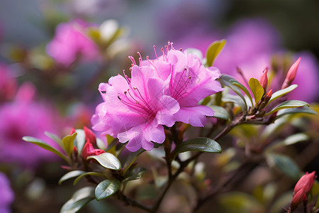 粉色杜鹃花花簇粉色花朵在花园中盛开背景