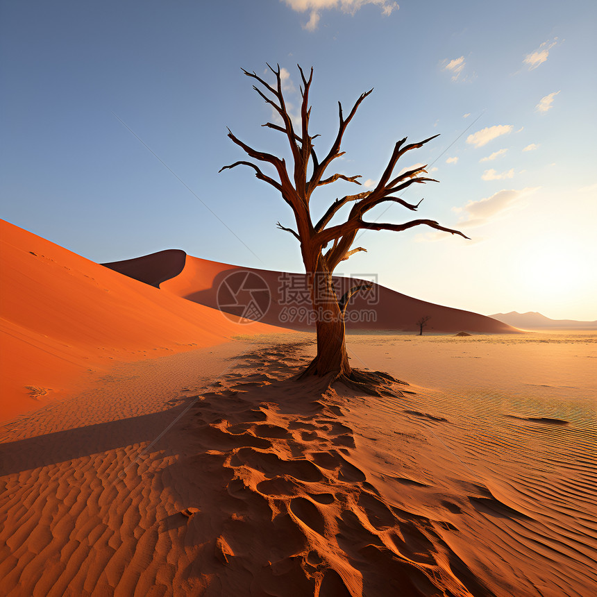 沙漠中一棵枯树图片