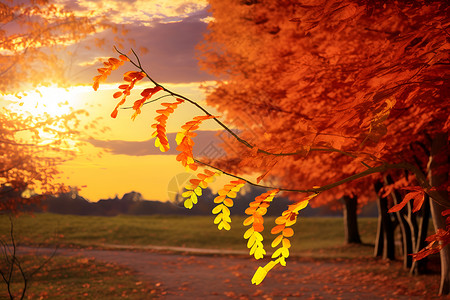 秋日林间落叶背景图片