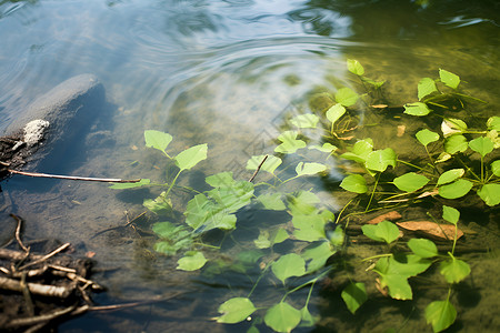 清澈池塘上绿植漂浮背景图片