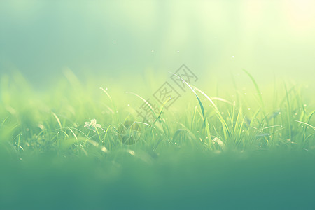 幽静的草地背景图片
