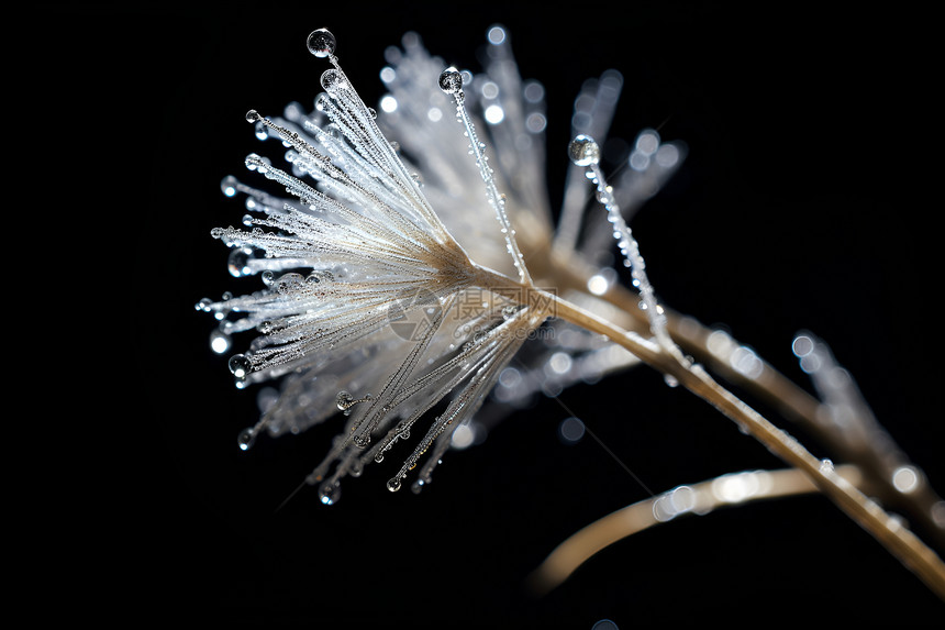 黑暗中的冰晶图片