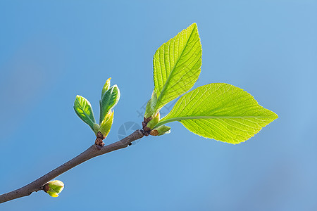 绿色的嫩芽树枝新生命高清图片