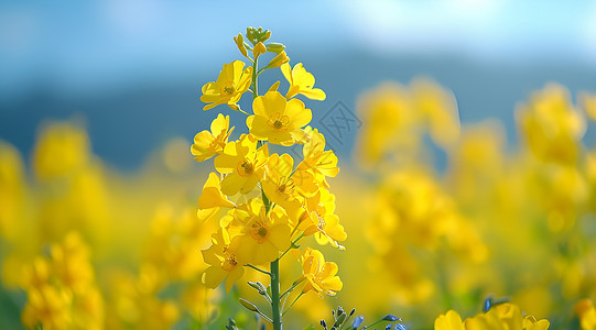 美丽的油菜花背景图片