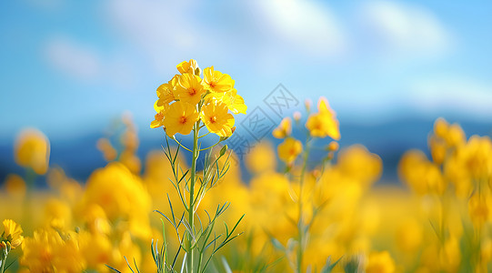 阳光下的黄色油菜花背景图片