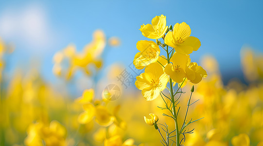 黄色油菜花盛开背景图片