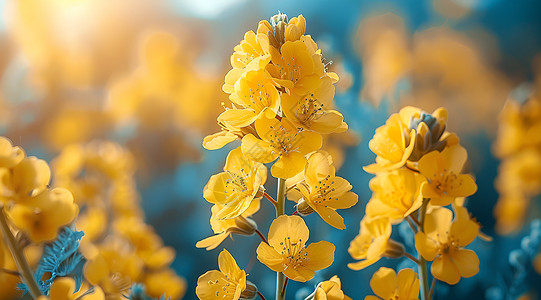 金黄的油菜花背景图片