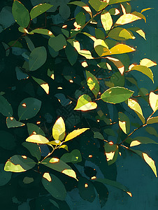 阳光照在树叶上背景图片