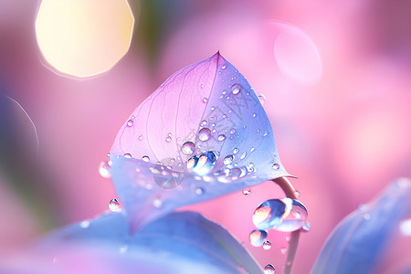 花朵上的水滴背景图片